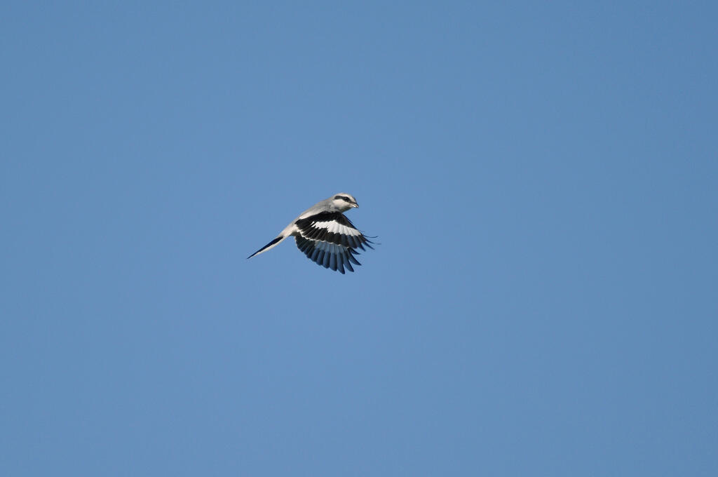 Enquête Pie-grièche grise dans les Combrailles (2e passage)